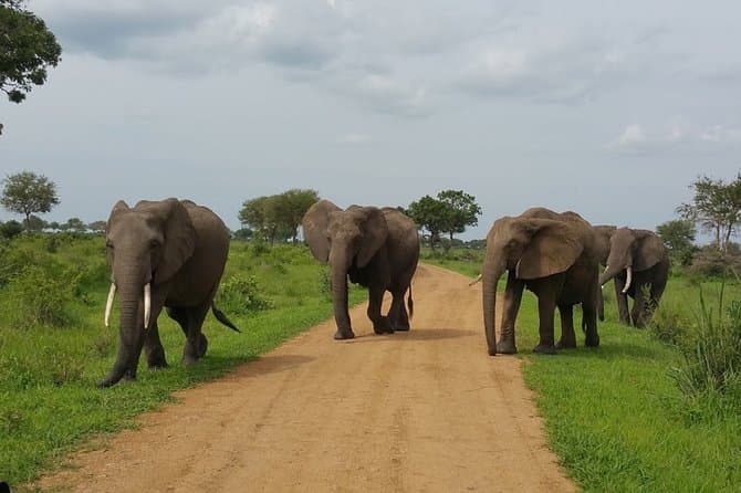 Epic Southern Tanzania Safari Adventures from Dar es Salaam