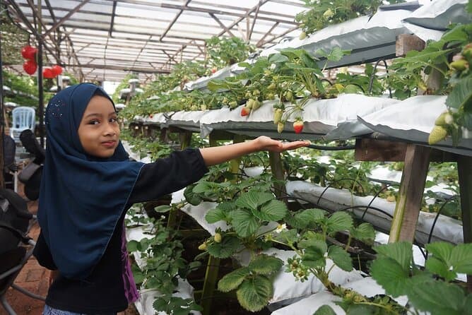 Cameron Highlands Full Day Tour