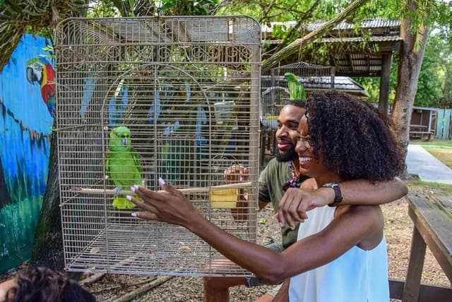 Rockland Bird Sanctuary plus Montego Bay Highlights & Shopping Private Tour