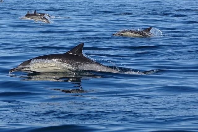 Algarve Dolphin Watching & Marine Life Eco Tour