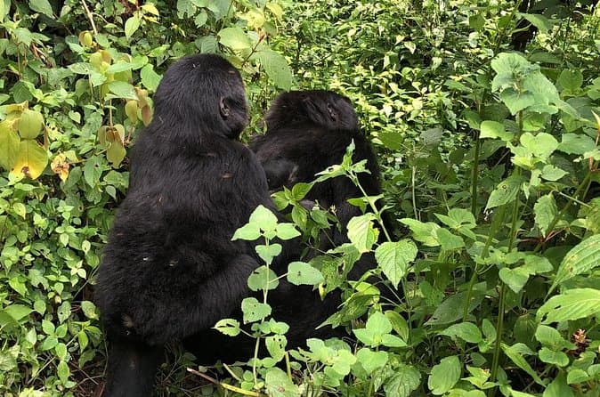 Bwindi Gorilla Trek: Compare Best Tours