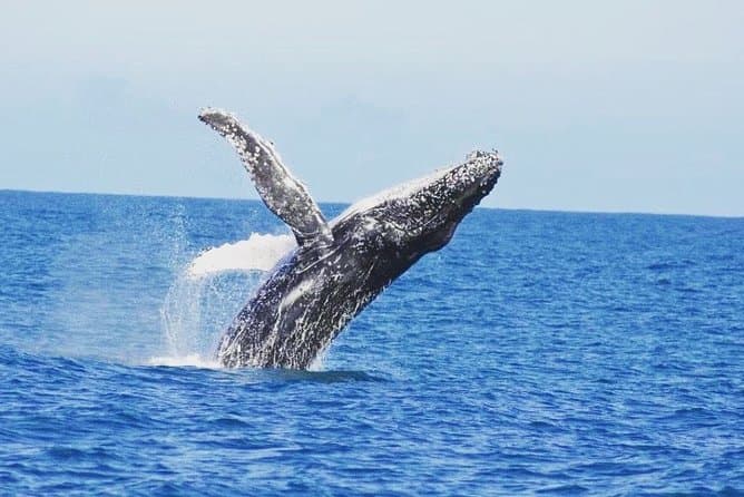 Best Dunsborough Whale Watching Tours Perth