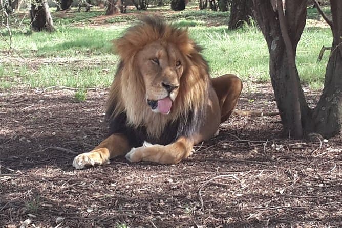 Pilanesberg Safari - Johannesburg