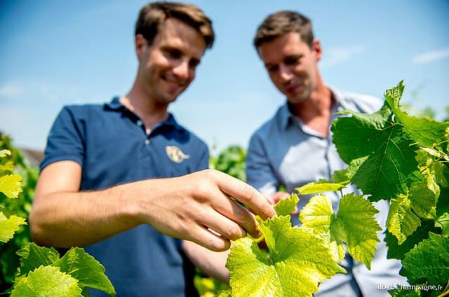 Private Champagne tour, family growers and lunch