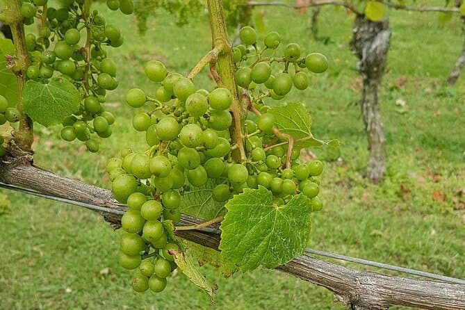 Premium Kumeu Wine Tasting & Auckland Vineyard Tours