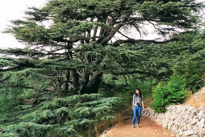 Baalbek Cedars & Qozhaya Tour