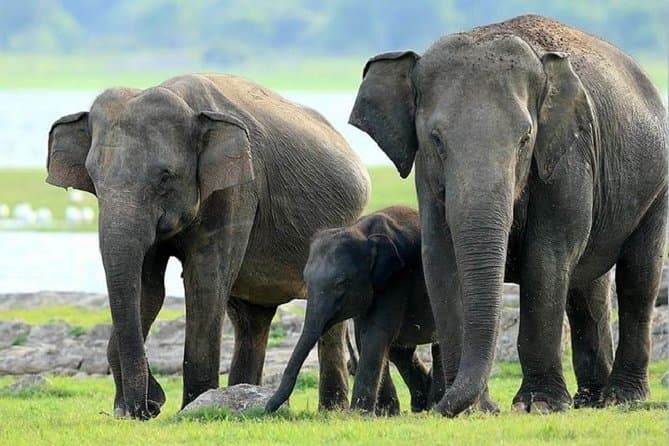Hurulu Eco Park Safari in Sigiriya for Wildlife Lovers