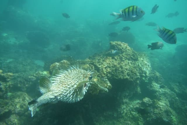 Snorkel Tour in Las Gatas Water Break