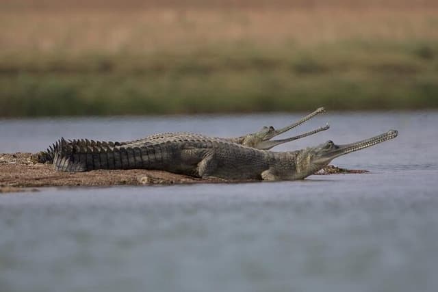 Full-Day Tour to Alligator Eco Park in Morena from Gwalior
