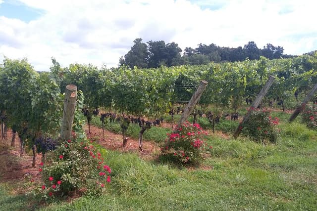 Private Wine Tours (minimum 3 & Maximum 6] Pickup Maximum 30 Mi