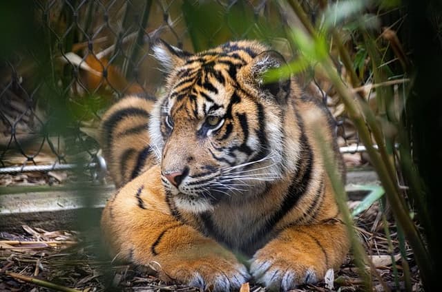 Taronga Zoo Entry & Sydney Harbour 2-Day Hop On Hop Off Cruise