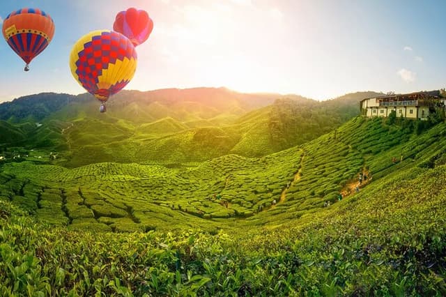 Day Trip to Cameron Highlands: Nature Escape from Kuala Lumpur