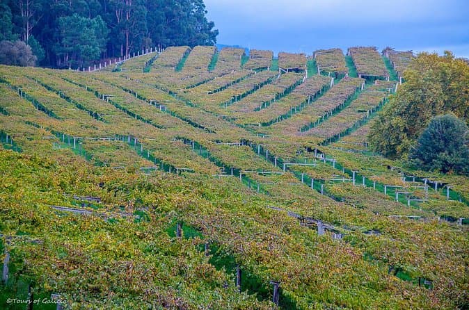Best Albariño Wine Tours in Vigo
