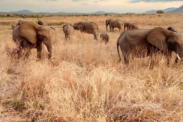 Kilimahewa safari full and real wild