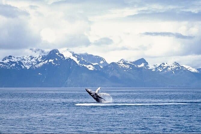 Unforgettable Whale Watching Tours in Juneau, Alaska