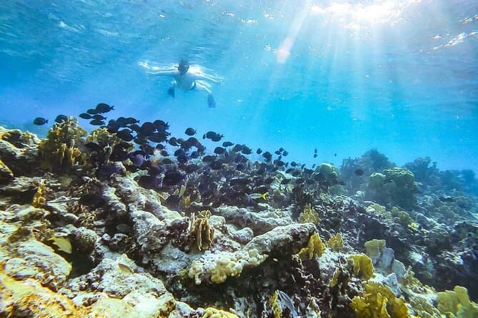 Compare Top Snorkeling Tours in Oranjestad