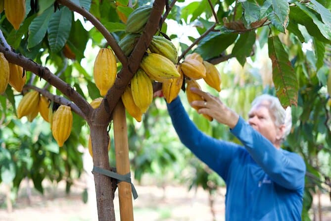 Authentic Maui Vanilla Farm Experience & Tropical Tour