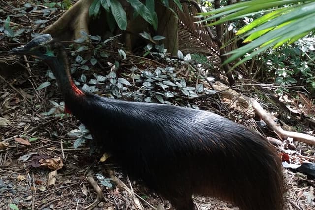 Small-Group Trekking Experience in Daintree National Park