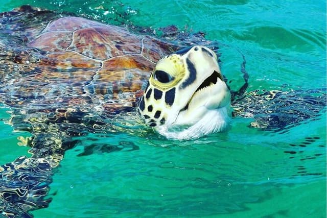 Snorkeling Tour to Vieques Island only 30 minutes away!