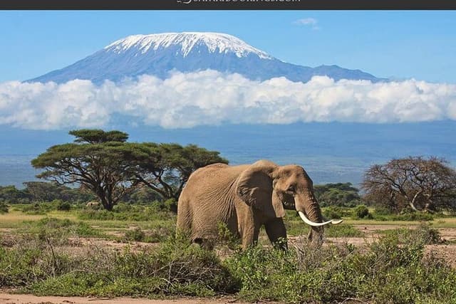 Nairobi: Amboseli National Park Day Trip Sunrise Safari