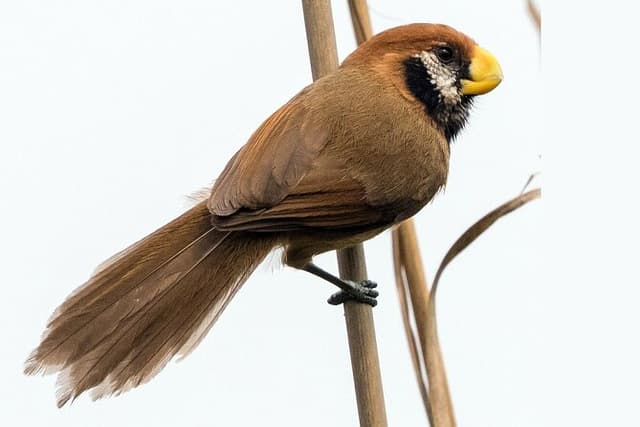 Birding tour in Upper Assam and Eastern Arunachal Pradesh