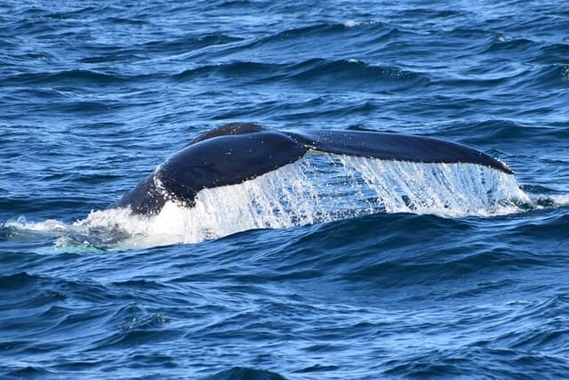 Dolphin & Whale Cruise