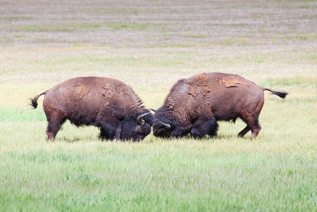 Yellowstone Wildlife Safari from Bozeman - Private Tour