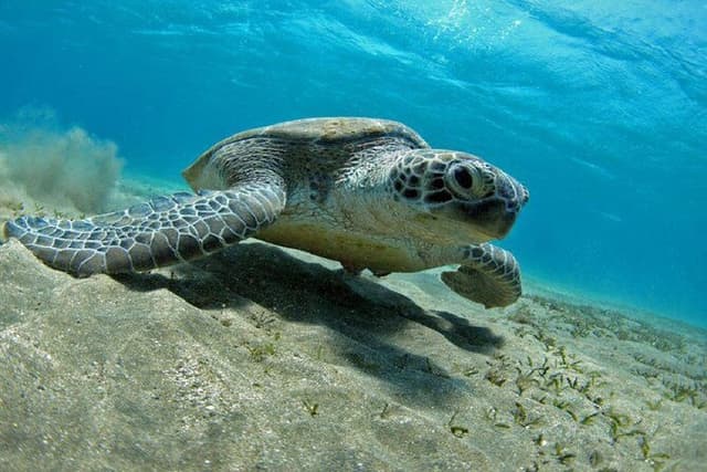 Snorkeling day trip from Marsa Alam to port Ghalib