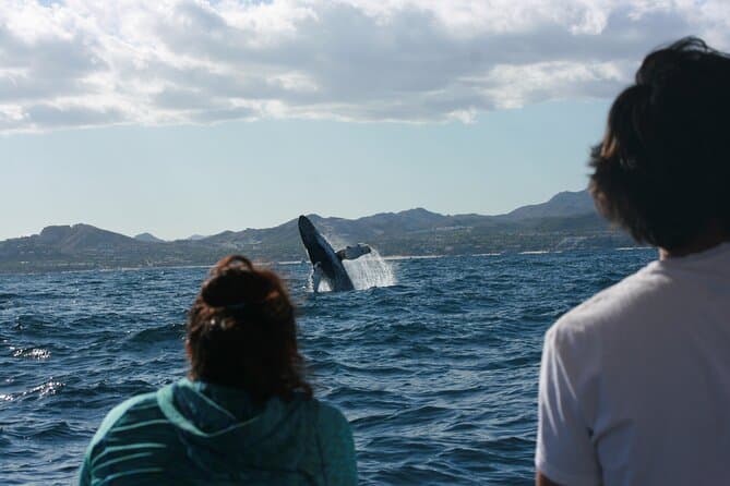 Unforgettable Whale Watching Adventures in San Jose del Cabo