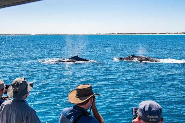 Half-Day Whale Watching Sunset Cruise from Broome