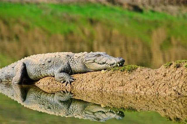 Chambal River Crocodiles Safari Adventure with Hotel Transfers