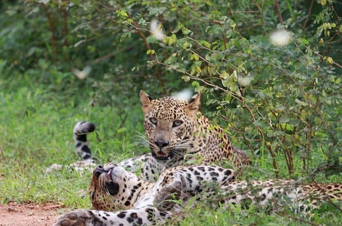 Compare Best Yala Safari Tours