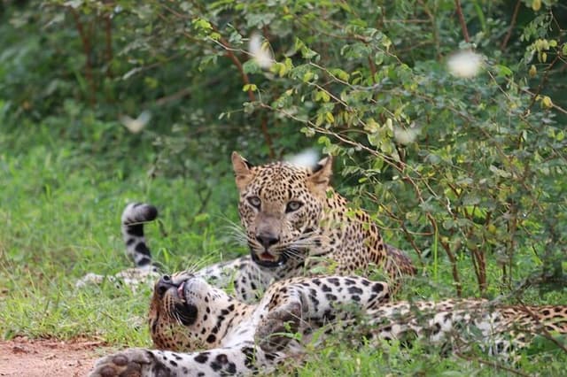 Full day Safari - Yala National Park - 04.30 am to 06.00 pm with - Janaka safari