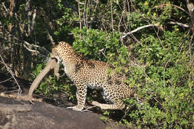 Special leopard & Elephants safari - Yala - 04.30 am to 11.30 am