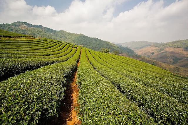 From Chiang Rai: Hill Tribes & Golden Triangle Full-Day Tour