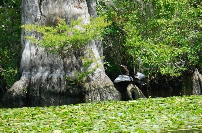 Top-Rated Waccamaw River Kayaking Adventures