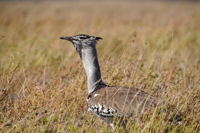Best Arusha Safari Tours & Tanzania Wildlife Experiences