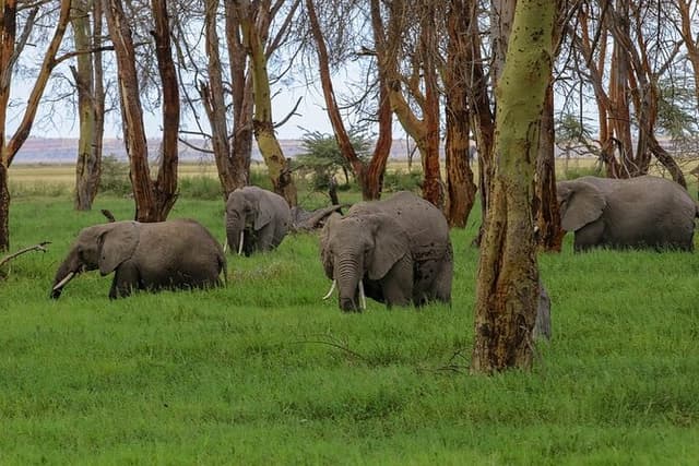 Private Full-Day Safari Tour Amboseli National Park with Lunch