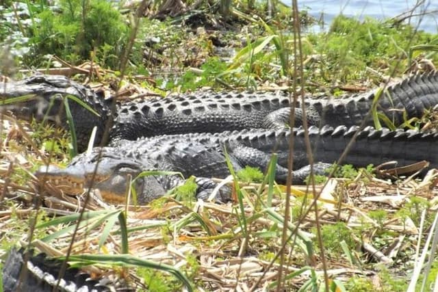 2-Hour Guided Segway Tour of Huntington Beach State Park in Myrtle Beach