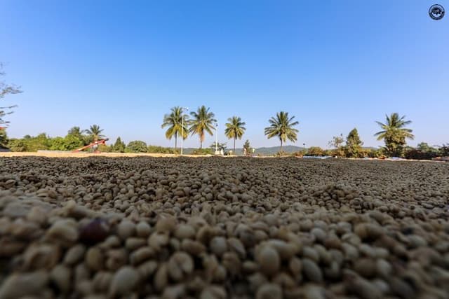 Classic Coorg Coffee Plantation experience