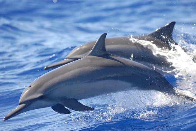 Best Puerto Escondido Dolphin Watching Tours & Adventures