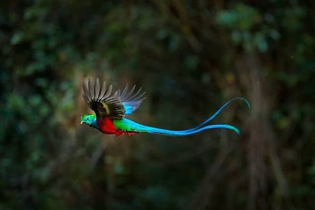 El Quetzal Birdwatching Tour from Cobán:Guatemala's National Bird
