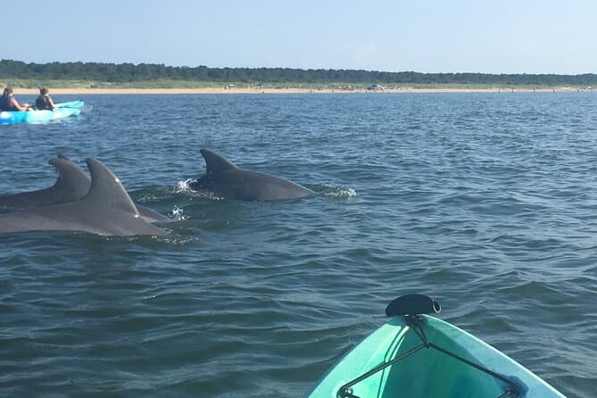 Virginia Beach Dolphin Kayak Tour