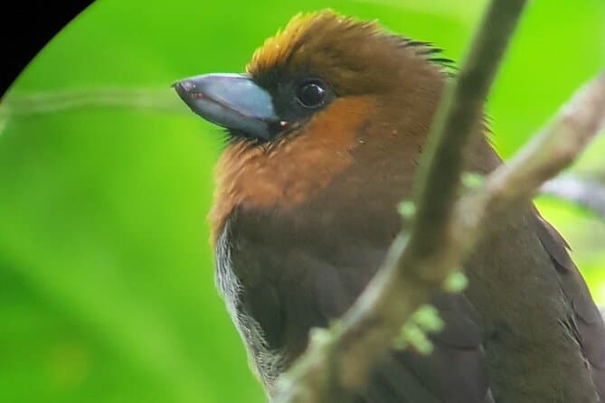 Best Monteverde Birdwatching Tour & Cloud Forest Wildlife