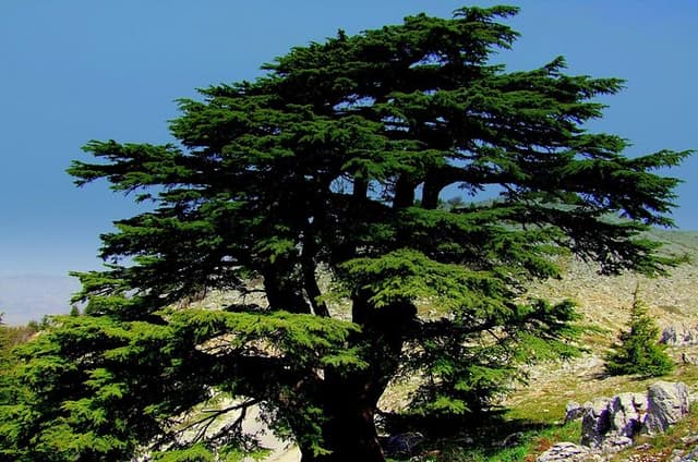 Private Tour: Cedars of Lebanon, Kozhaya and Besharreh Day Trip from Beirut