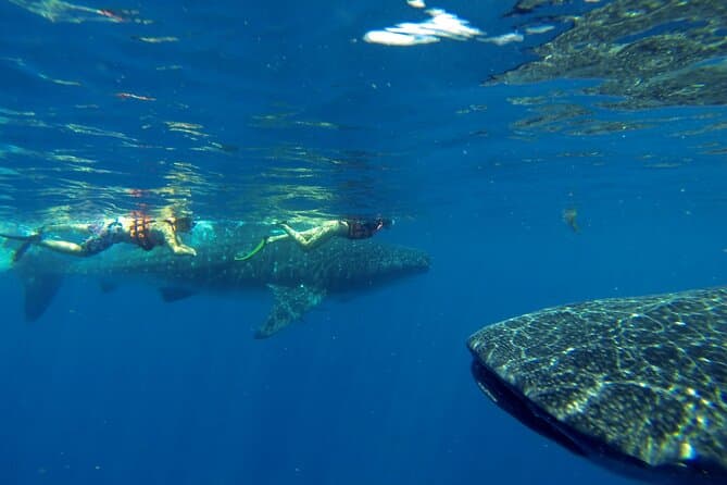 Best Dolphin Swims in Playa del Carmen