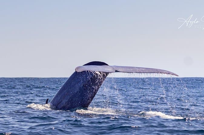 Compare Top Azores Whale Watching Tours