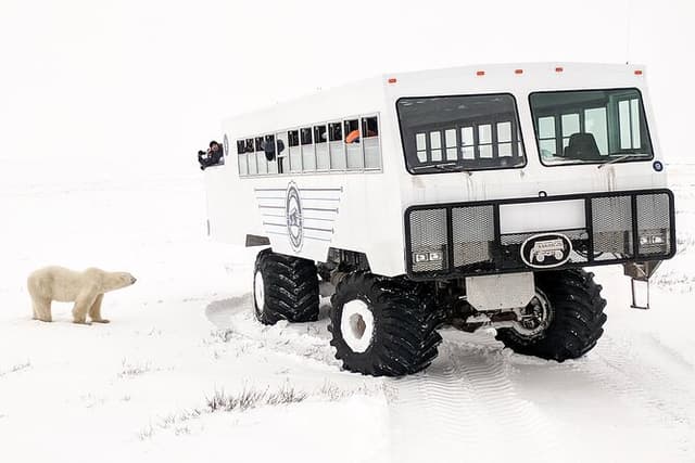 Churchill Polar Bears: Subarctic Wildlife Adventure