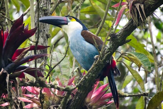 Cocora Valley: Birding & Hiking with Breakfast & Lunch