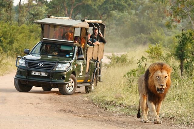 Kruger National Park Afternoon Private safari